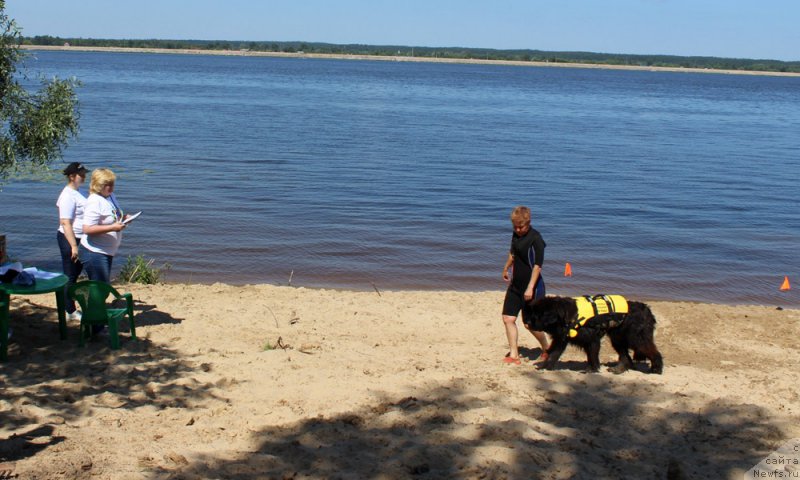 Фото: ньюфаундленд Монтсеррат Кабалье из Антаграда (Montserrat Caballe is Antagrada), Татьяна Яковлева