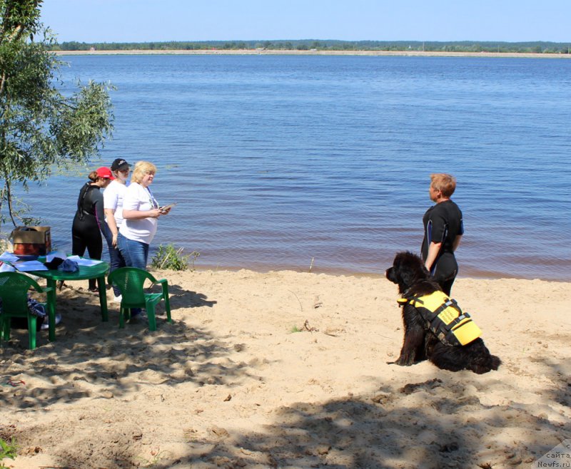 Фото: ньюфаундленд Монтсеррат Кабалье из Антаграда (Montserrat Caballe is Antagrada), Татьяна Яковлева