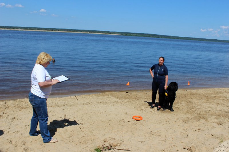 Фото: ньюфаундленд Модильяни из Антаграда (Modiliani is Antagrada), Татьяна Кадетова