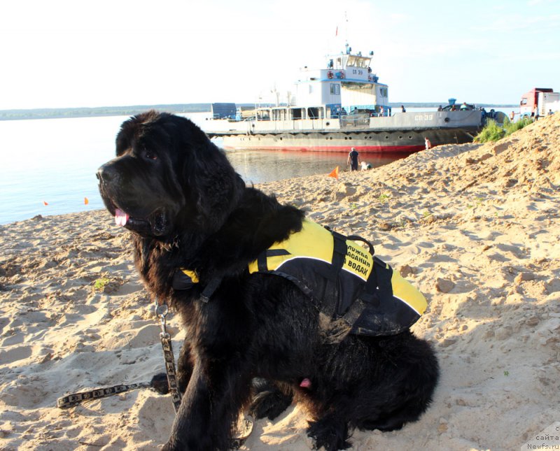 Фото: ньюфаундленд Модильяни из Антаграда (Modiliani is Antagrada)