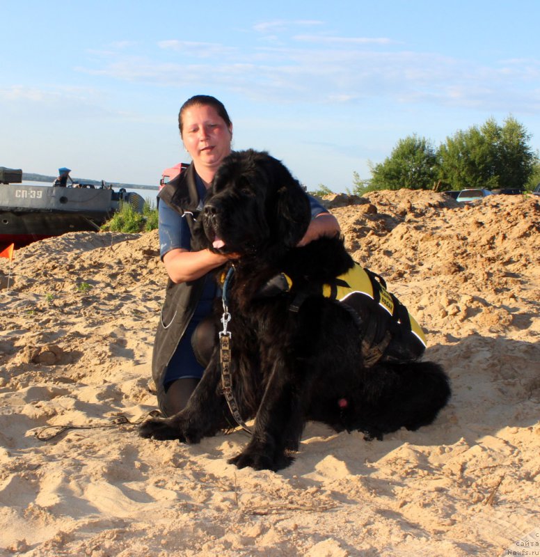 Фото: ньюфаундленд Модильяни из Антаграда (Modiliani is Antagrada), Татьяна Кадетова