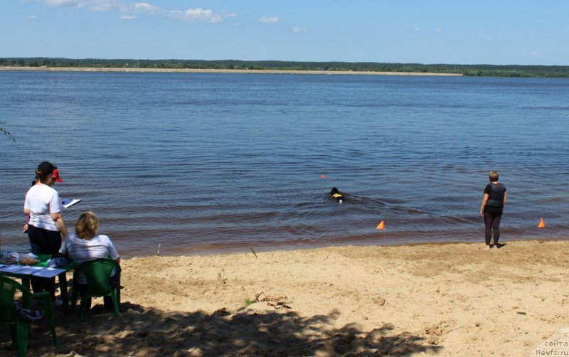 Фото: ньюфаундленд Fabian de Lange Super Mishka, Ирина Мороз