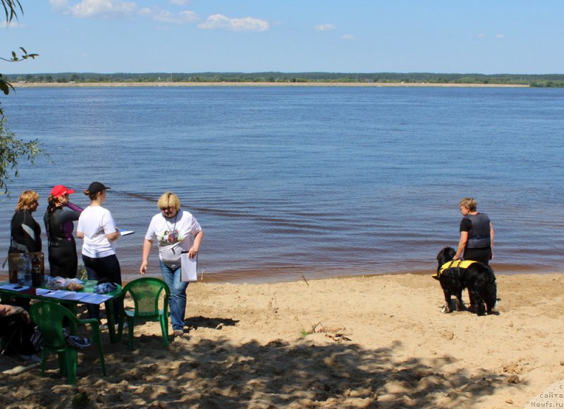 Фото: ньюфаундленд Fabian de Lange Super Mishka, Ирина Мороз