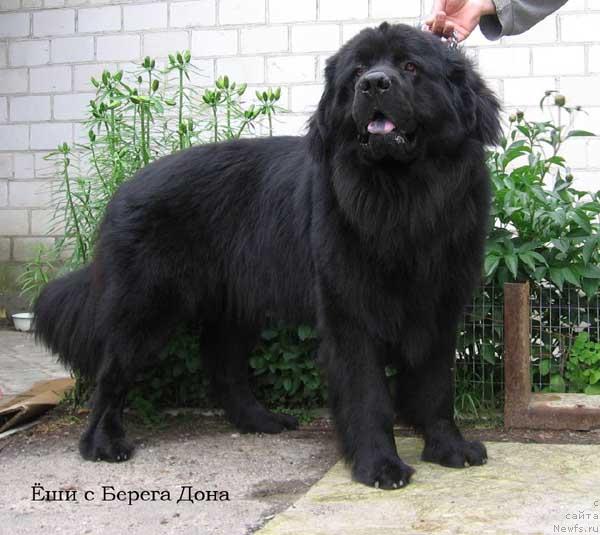 Фото: ньюфаундленд Ёши с Берега Дона