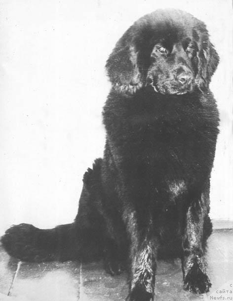 Фото: ньюфаундленд Ассольта Аржу