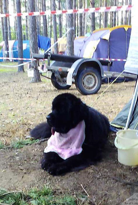 Фото: ньюфаундленд Помона из Антаграда (Pomona is Antagrada)