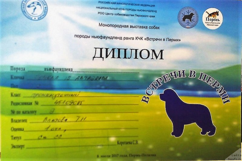 Фото: ньюфаундленд Помона из Антаграда (Pomona is Antagrada)