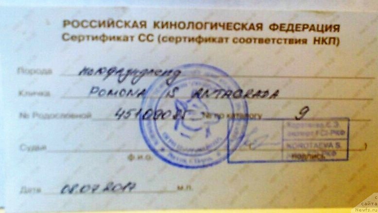 Фото: ньюфаундленд Помона из Антаграда (Pomona is Antagrada)