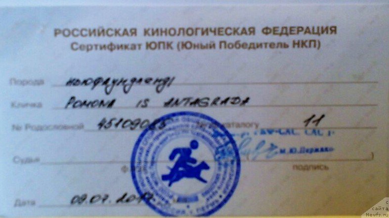 Фото: ньюфаундленд Помона из Антаграда (Pomona is Antagrada)