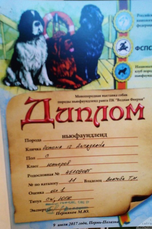 Фото: ньюфаундленд Помона из Антаграда (Pomona is Antagrada)