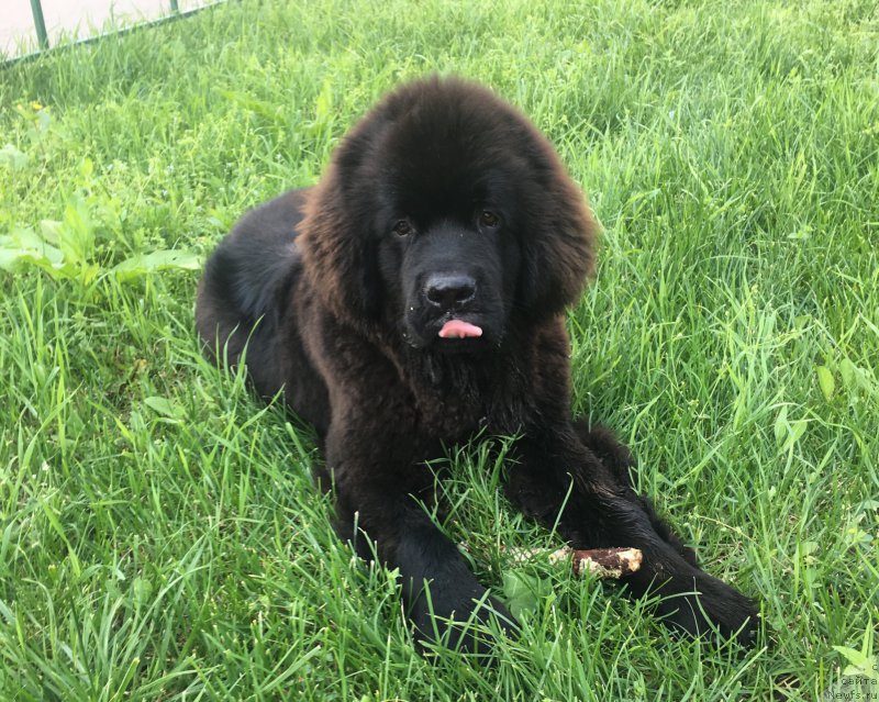 Фото: ньюфаундленд Браунблад MCК Лави Нэман (Brownblood MSK Lavy Neman)