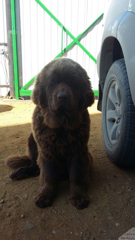 Фото: ньюфаундленд Браунблад МСК Лея Айман (Brownblood MSK Leya Aiman)