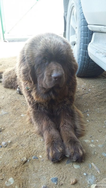 Фото: ньюфаундленд Браунблад МСК Лея Айман (Brownblood MSK Leya Aiman)