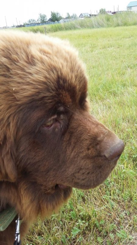 Фото: ньюфаундленд Браунблад МСК Лея Айман (Brownblood MSK Leya Aiman)