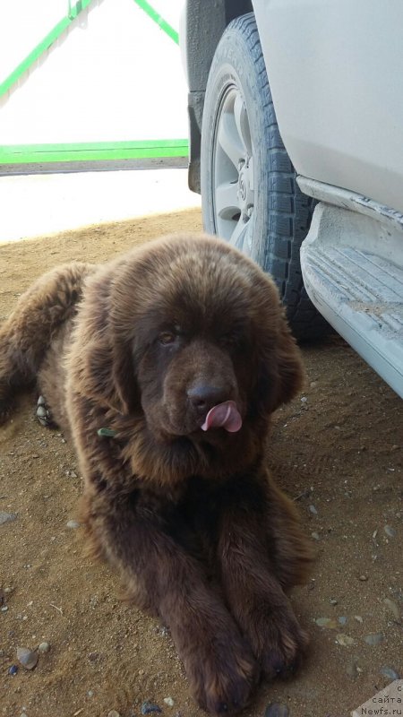 Фото: ньюфаундленд Браунблад МСК Лея Айман (Brownblood MSK Leya Aiman)