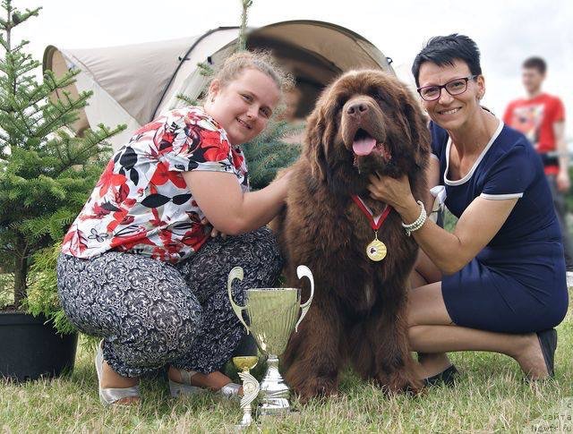 Фото: ньюфаундленд Браунблад МСК Армата Лойар Аид (Brownblood MSK Armata Loyar Aid)