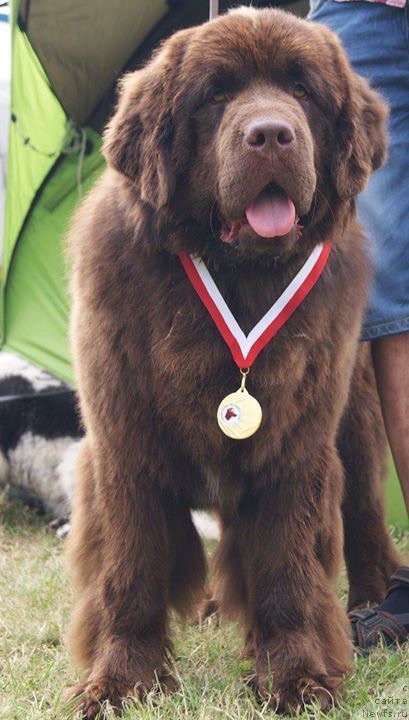 Фото: ньюфаундленд Браунблад МСК Армата Лойар Аид (Brownblood MSK Armata Loyar Aid)