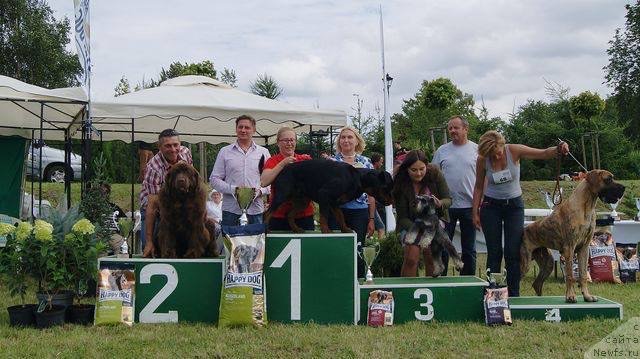 Фото: ньюфаундленд Браунблад МСК Армата Лойар Аид (Brownblood MSK Armata Loyar Aid)