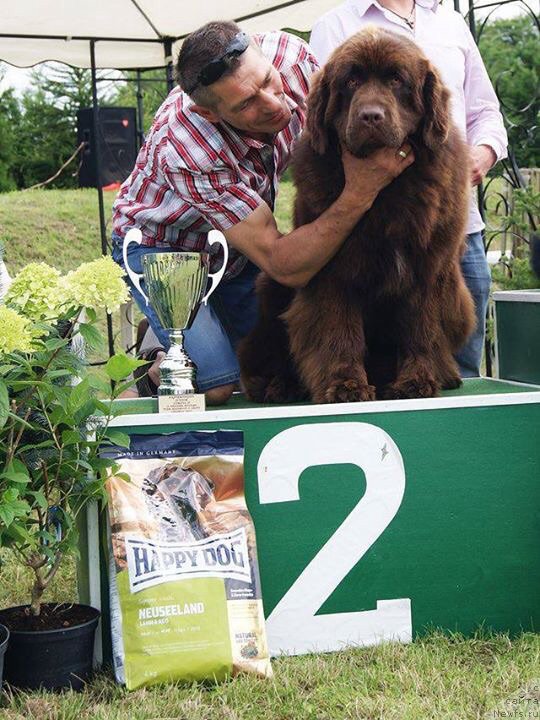 Фото: ньюфаундленд Браунблад МСК Армата Лойар Аид (Brownblood MSK Armata Loyar Aid)