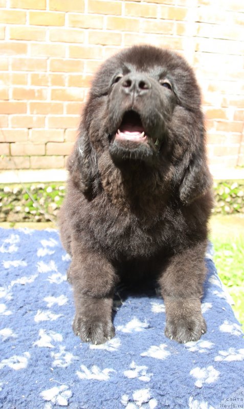 Фото: ньюфаундленд Супер Премиум Элита