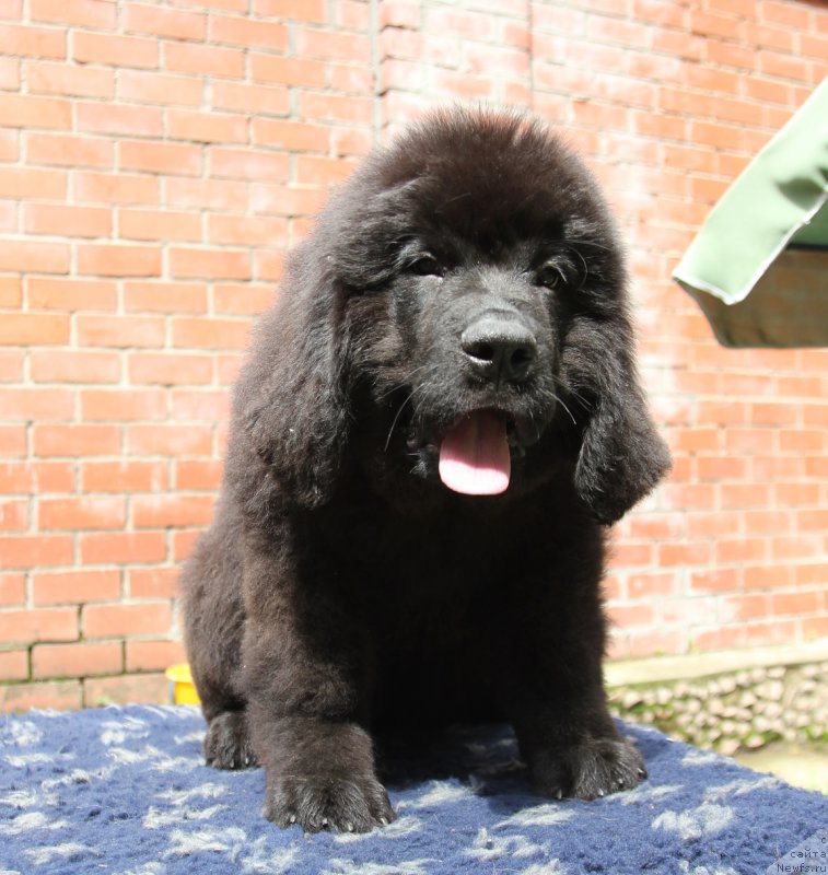 Фото: ньюфаундленд Супер Премиум Элита