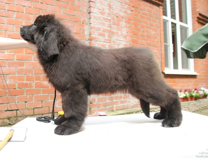 Фото: ньюфаундленд Супер Премиум Элеганс (Super Premium Elegans)