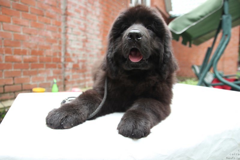 Фото: ньюфаундленд Супер Премиум Элеганс (Super Premium Elegans)