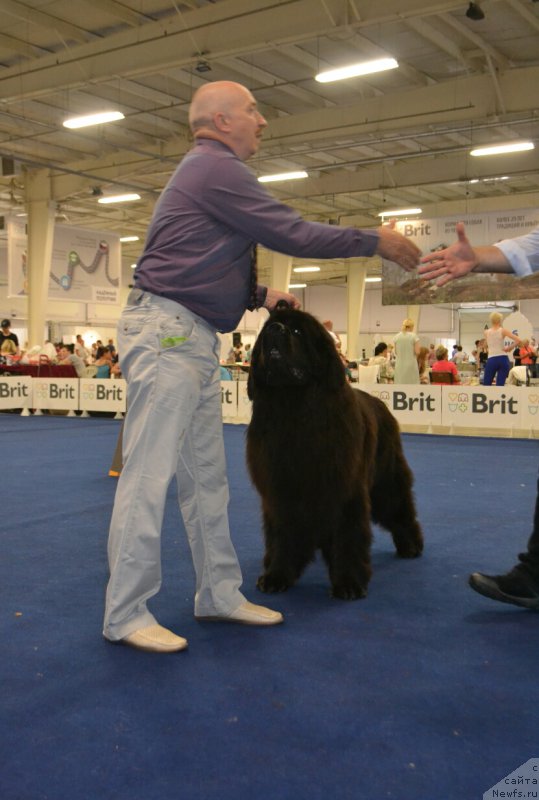 Фото: ньюфаундленд Назар Вятский Медведь (Nazar Vyatskiy Medved)