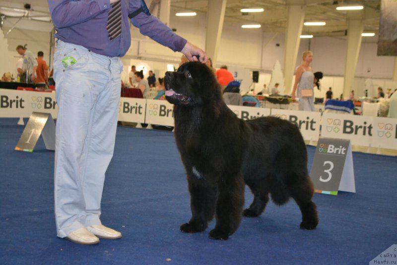 Фото: ньюфаундленд Сент Джонс Эксклюзив (Sent Djons Exclusive)