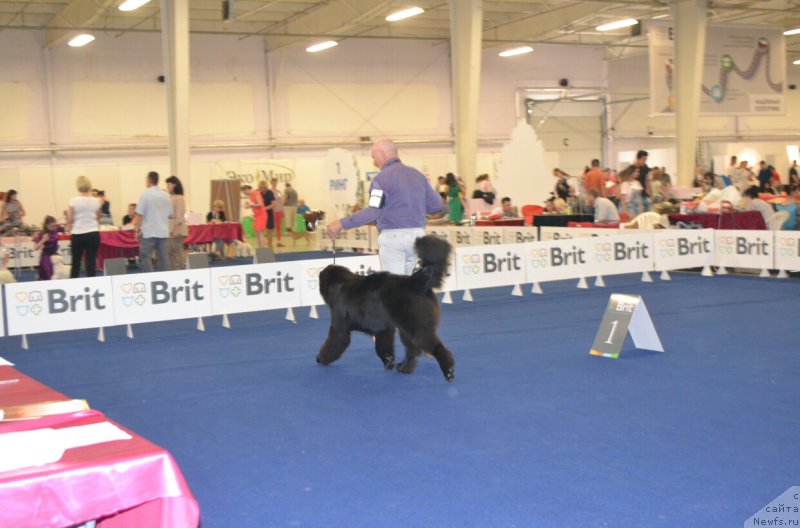 Фото: ньюфаундленд Сент Джонс Эксклюзив (Sent Djons Exclusive)