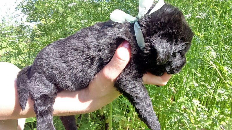 Фото: Люси Мод Монтгомери (Lucy Maud Montgomery)