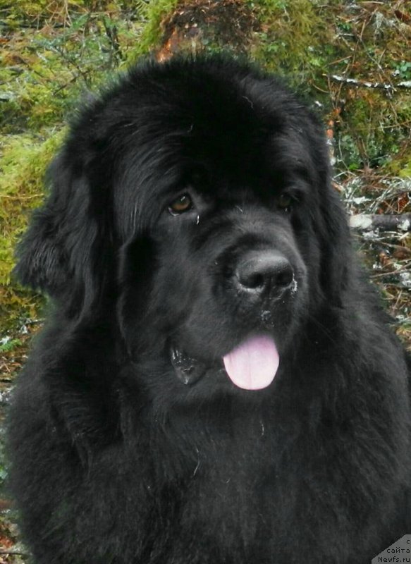 Фото: ньюфаундленд Черная Мафия Ангел Амонг Ус (Chernaya Mafia Аngel Among Us)