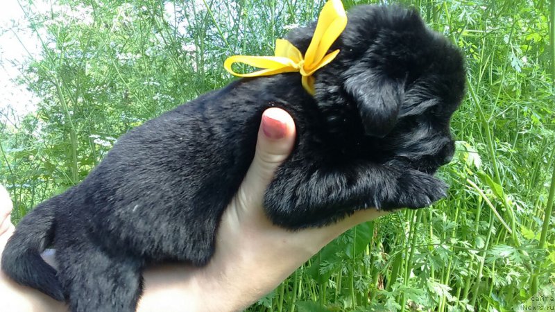 Фото: ЛУИЗА ДЕ ВИЛЬМОРЕН (LOUISE DE VILMORIN)