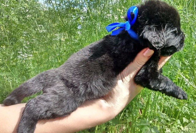 Фото: Луис Ферод Винтаж (Louis Feraud Vintage)