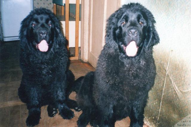 Фото: ньюфаундленд Берта (Berta), ньюфаундленд Bine-Bonita