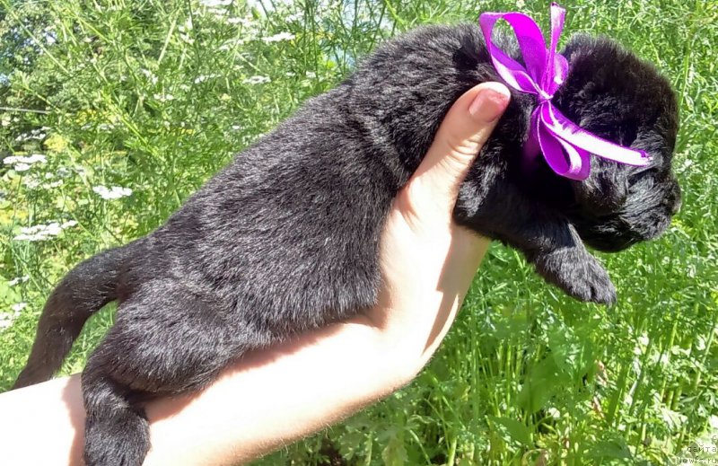 Фото: Лаурент Найт Мэн (Laurent Night Man)