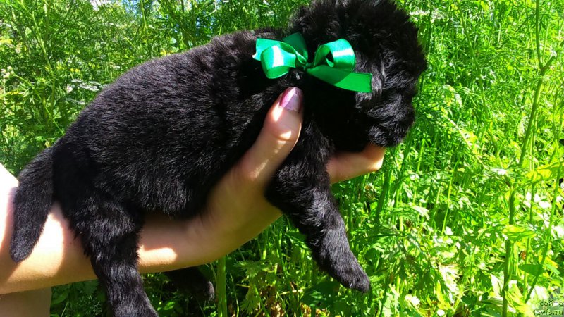 Фото: Лорд Альфред Теннисон (Lord Alfred Tennyson)