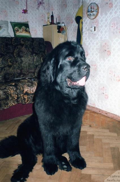 Фото: ньюфаундленд Берта (Berta)