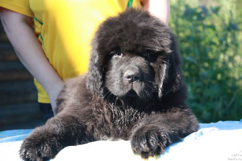 Фото: ньюфаундленд Кипер Соул Уэсли Снайпс