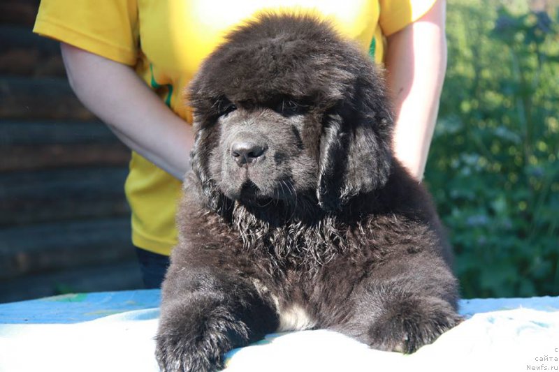 Фото: ньюфаундленд Кипер Соул Уэсли Снайпс