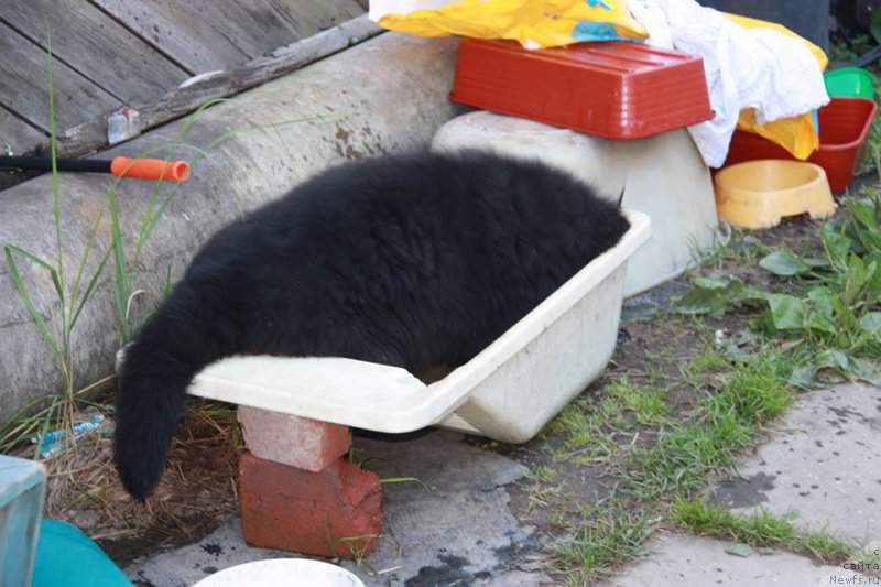 Фото: ньюфаундленд Кипер Соул Уэсли Снайпс