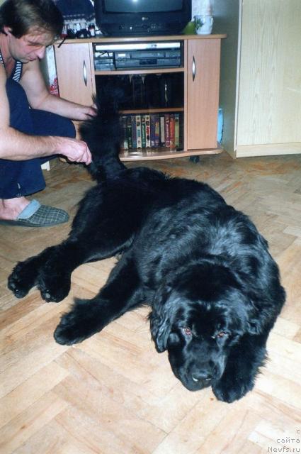 Фото: ньюфаундленд Берта (Berta), Алексей Заваруев