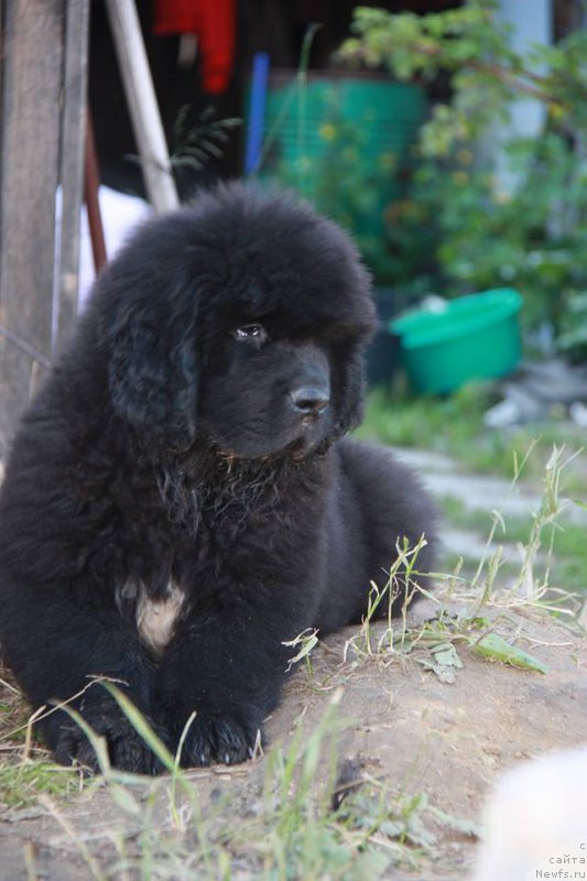 Фото: ньюфаундленд Кипер Соул Уэсли Снайпс