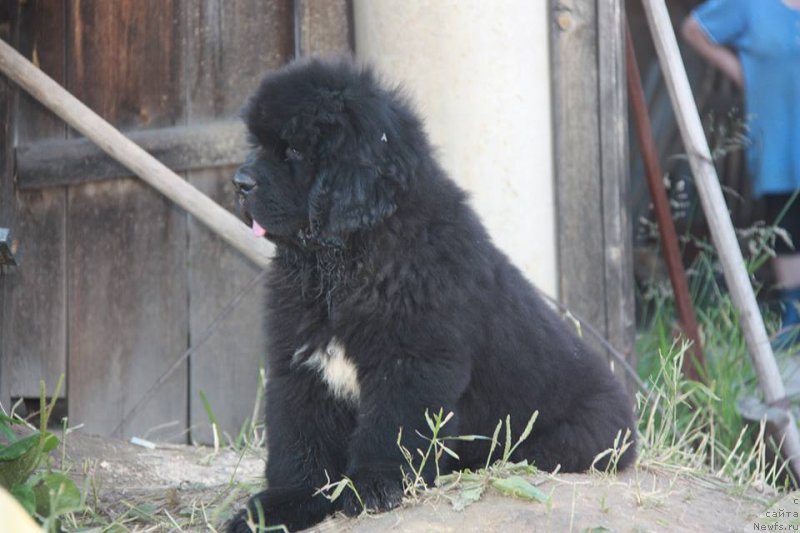 Фото: ньюфаундленд Кипер Соул Уэсли Снайпс