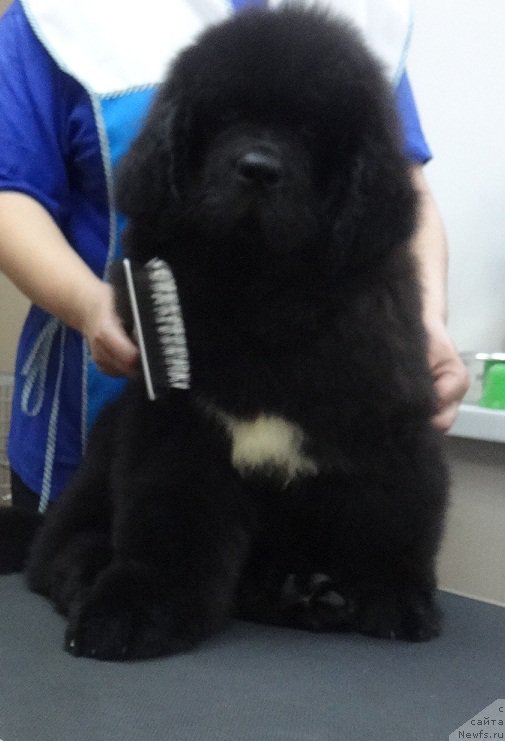 Фото: ньюфаундленд Кипер Соул Уэсли Снайпс