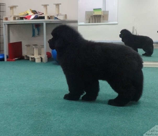 Фото: ньюфаундленд Кипер Соул Уэсли Снайпс