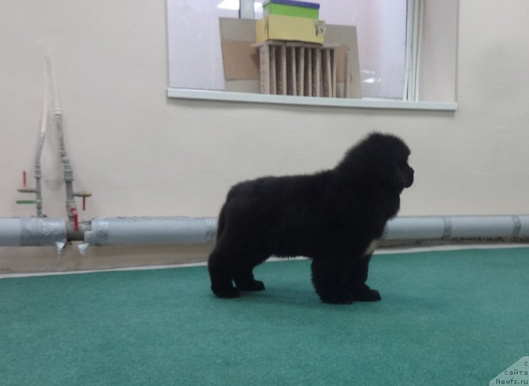 Фото: ньюфаундленд Кипер Соул Уэсли Снайпс