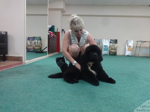 Фото: ньюфаундленд Кипер Соул Уэсли Снайпс