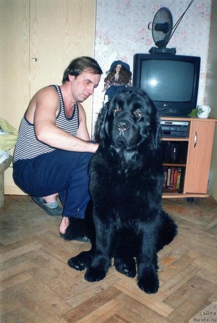 Фото: ньюфаундленд Берта (Berta), Алексей Заваруев