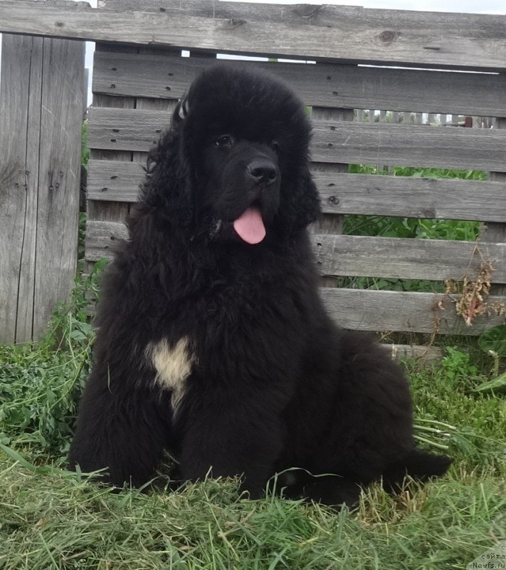 Фото: ньюфаундленд Кипер Соул Уэсли Снайпс